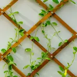 Trellis thumbnail
