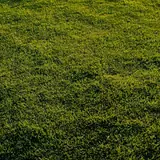 Turf & seed thumbnail